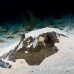 stingray_roughtail_lab_jar_h_0046_cub0480.jpg